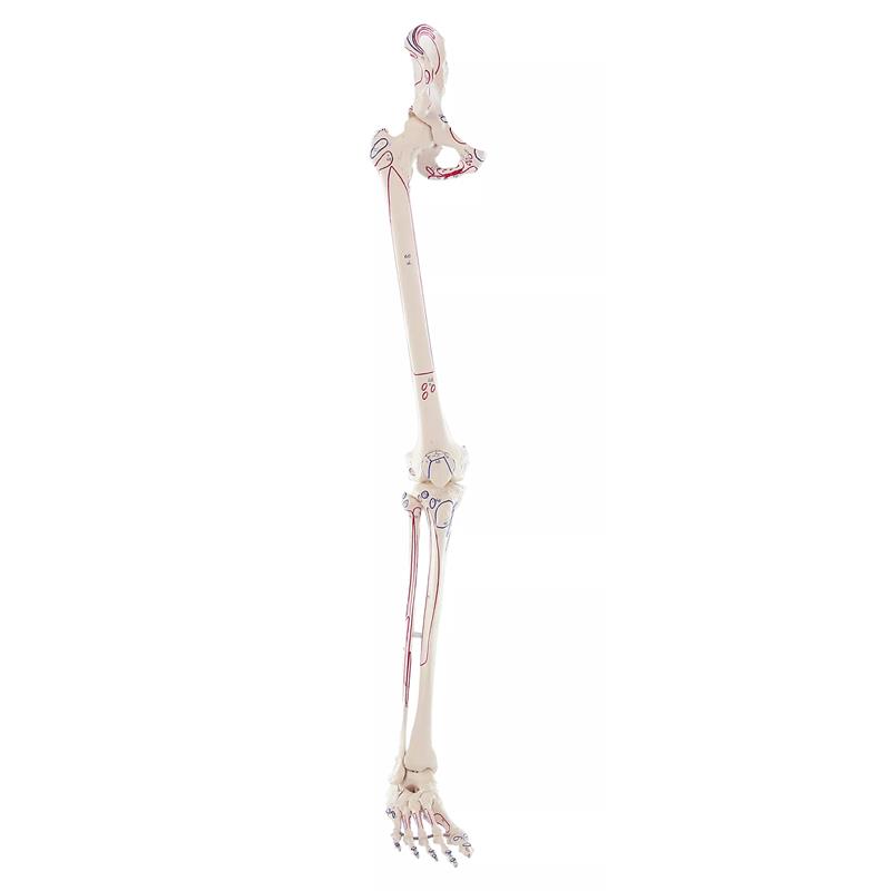 Esqueleto de pierna con media pelvis, pie flexible y marcas musculares