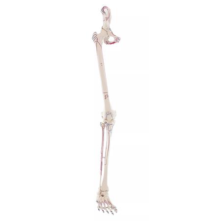 Esqueleto de pierna con media pelvis, pie flexible y marcas musculares Esqueleto de pierna con media pelvis, pie flexible y marcas musculares