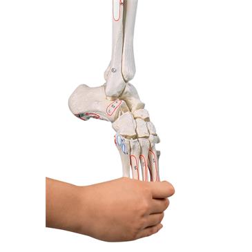Esqueleto de pierna con media pelvis, pie flexible y marcas musculares
