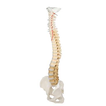 Columna vertebral didáctica con pelvis desmontable