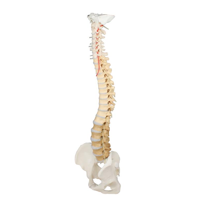 Columna vertebral didáctica con pelvis desmontable