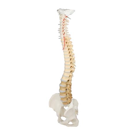 Columna vertebral didáctica con pelvis desmontable Columna vertebral didáctica con pelvis desmontable
