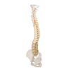 Columna vertebral didáctica con pelvis desmontable