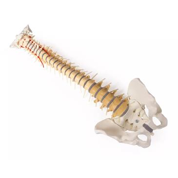 Columna vertebral didáctica con pelvis desmontable