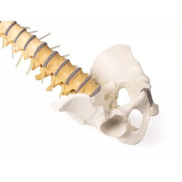 Columna vertebral didáctica con pelvis desmontable