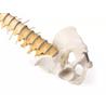 Columna vertebral didáctica con pelvis desmontable