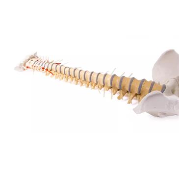 Columna vertebral didáctica con pelvis desmontable