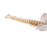 Columna vertebral didáctica con pelvis desmontable