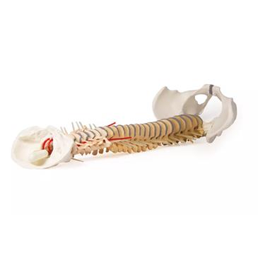 Columna vertebral didáctica con pelvis desmontable