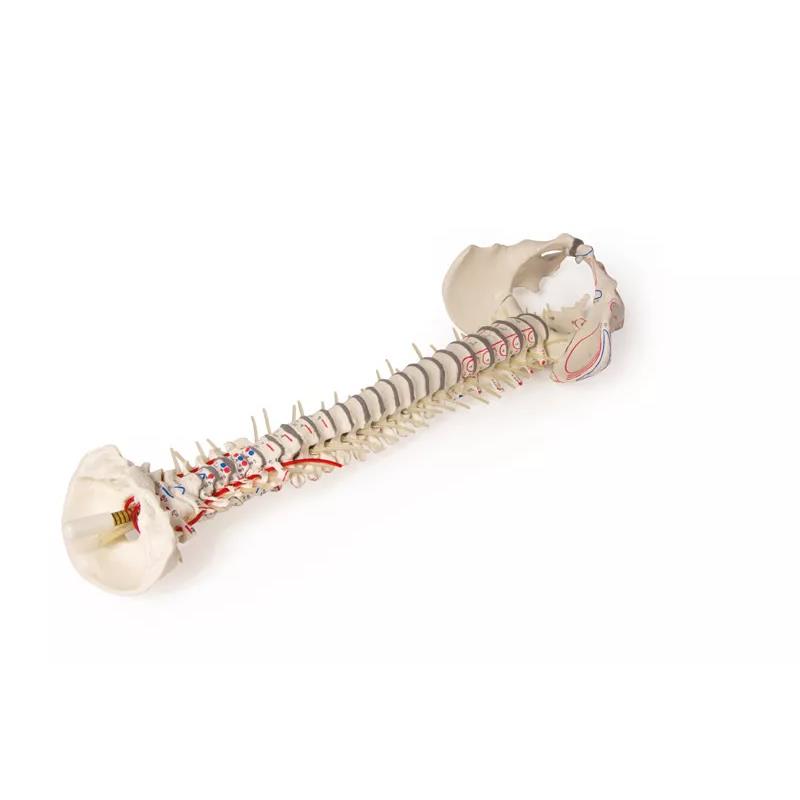 Columna vertebral con pelvis y marcas musculares