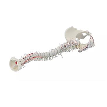 Columna vertebral con pelvis y marcas musculares