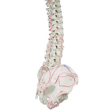 Columna vertebral con pelvis y marcas musculares