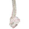 Columna vertebral con pelvis y marcas musculares