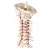 Columna vertebral con pelvis y marcas musculares