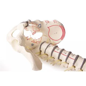 Columna vertebral con pelvis y marcas musculares
