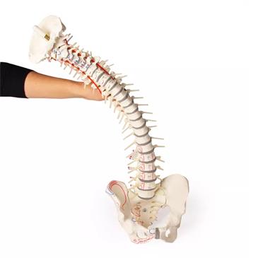 Columna vertebral con pelvis y marcas musculares