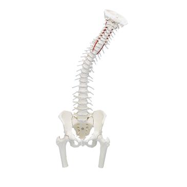 Columna vertebral con pelvis y partes femorales