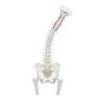Columna vertebral con pelvis y partes femorales