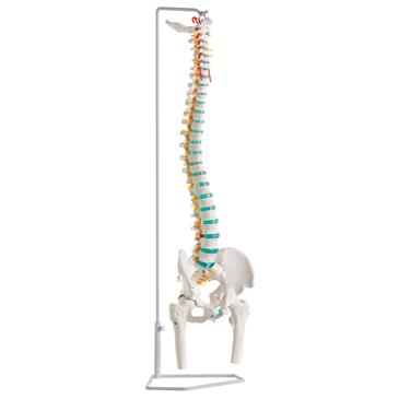 Columna vertebral flexible con fémur y soporte para colgar