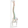 Columna vertebral flexible con fémur y soporte para colgar