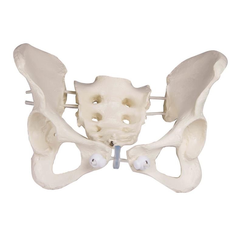Pelvis femenina flexible