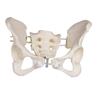 Pelvis femenina flexible