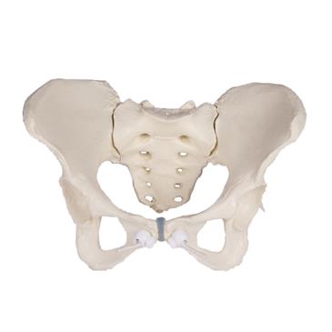 Pelvis femenina flexible