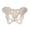 Pelvis femenina flexible
