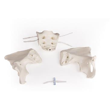 Pelvis femenina flexible