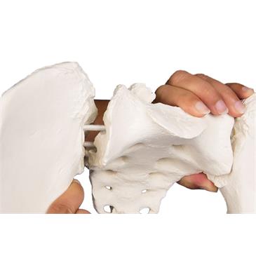 Pelvis femenina flexible