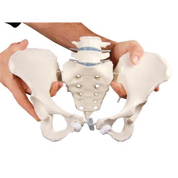 Pelvis femenina con sacro y 2 vértebras lumbares flexible