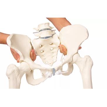 Pelvis femenina con sacro, 2 vértebras lumbares y fémur flexible