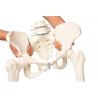 Pelvis femenina con sacro, 2 vértebras lumbares y fémur flexible