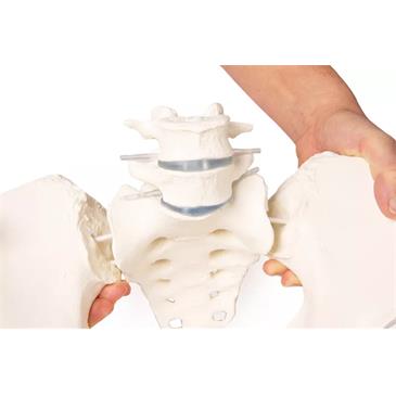 Pelvis femenina con sacro, 2 vértebras lumbares y fémur flexible