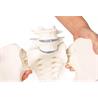Pelvis femenina con sacro, 2 vértebras lumbares y fémur flexible