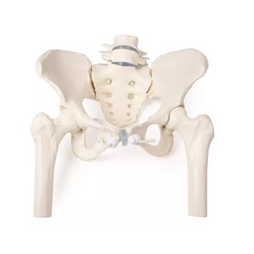 Pelvis femenina con sacro, 2 vértebras lumbares y fémur flexible