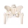 Pelvis femenina con sacro, 2 vértebras lumbares y fémur flexible