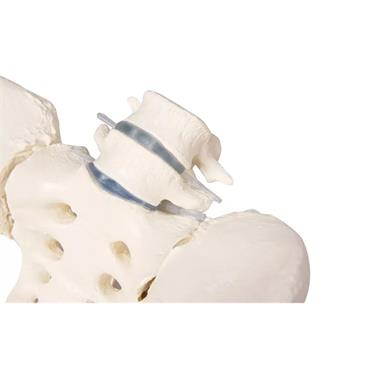 Pelvis femenina con sacro, 2 vértebras lumbares y fémur flexible
