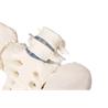 Pelvis femenina con sacro, 2 vértebras lumbares y fémur flexible
