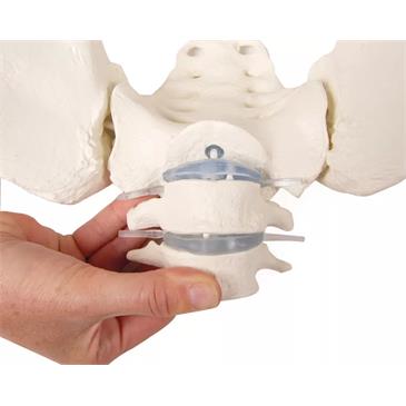 Pelvis femenina con sacro, 2 vértebras lumbares y fémur flexible