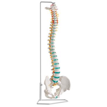 Columna vertebral flexible con soporte