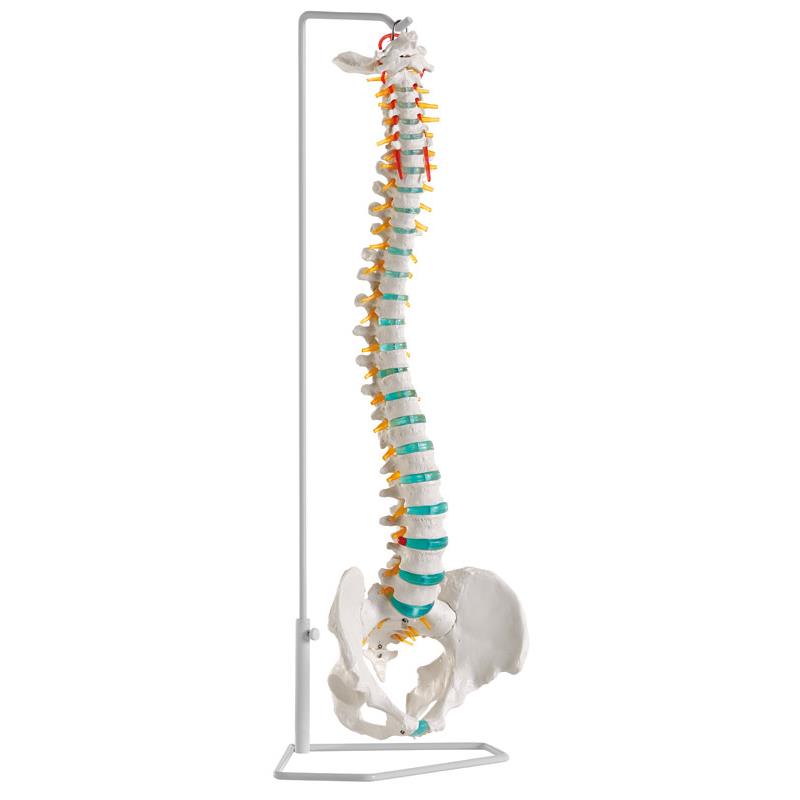 Columna vertebral flexible con soporte