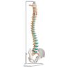 Columna vertebral flexible con soporte