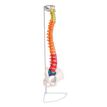 Columna vertebral flexible didáctica