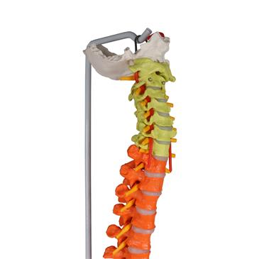 Columna vertebral flexible didáctica