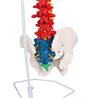 Columna vertebral flexible didáctica
