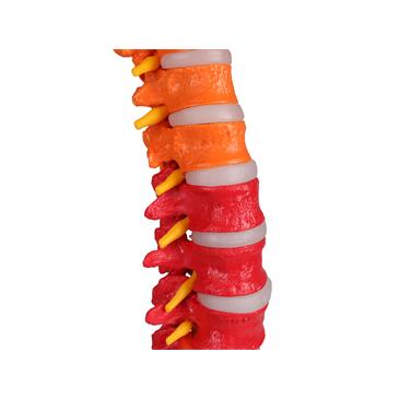 Columna vertebral flexible didáctica