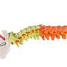 Columna vertebral flexible didáctica