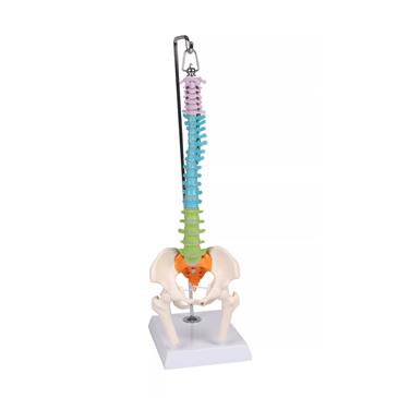 Columna vertebral flexible didáctica en miniatura