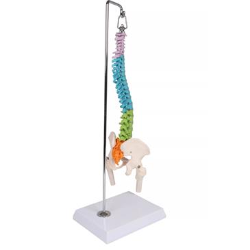 Columna vertebral flexible didáctica en miniatura